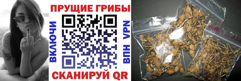 Галлюциногенные грибы Cubensis  Купить закладки  Заволжье 